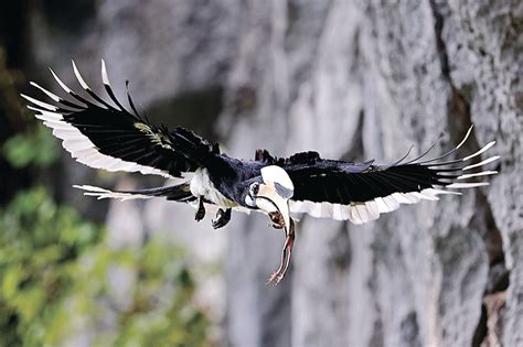 广西第41届“爱鸟周”主题宣传活动启幕 广西文明网