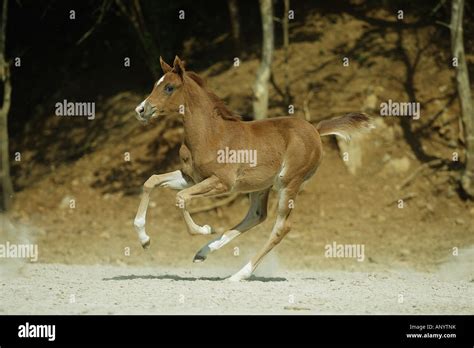 Arabian horse - foal - running Stock Photo - Alamy