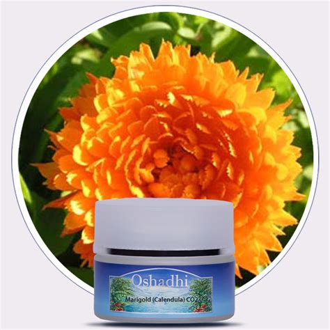 Marigold Calendula Co2 Extract Oshadhi Essential Oils