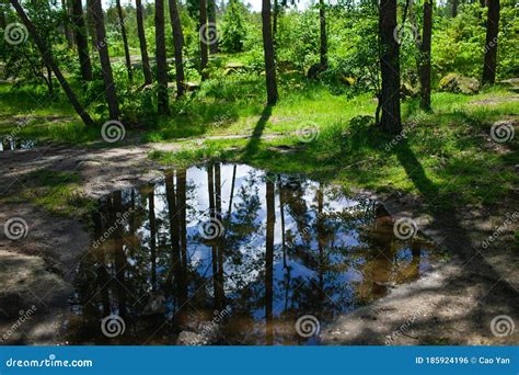 Puddle In The Forest After Rain In Summer Stock Photo Image Of