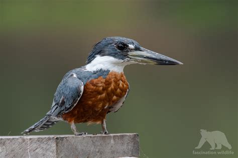 Wild Pantanal - Fascination Wildlife