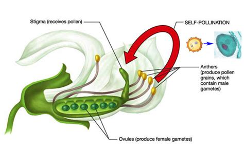 What is the Difference Between Allogamy and Autogamy - Pediaa.Com