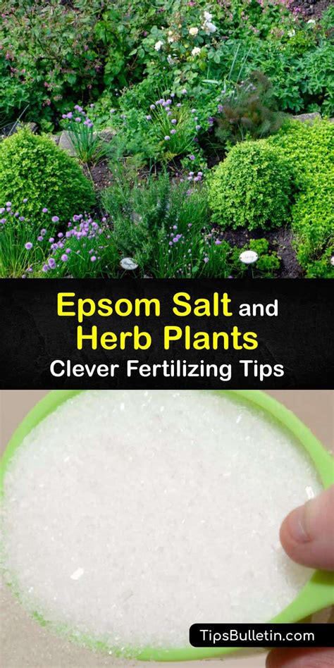 Epsom Salt And Herb Plants Guide To Using Epsom Salt For Herbs