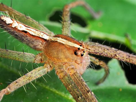 Robin Wong: Insect Macro Photography