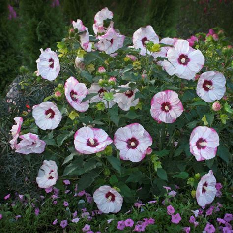 Hibiskus Bylinowy Summerific Uprawa Piel Gnacja Wymagania