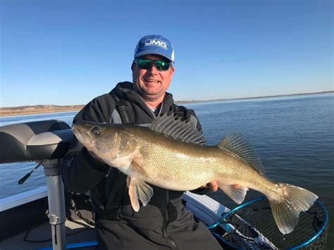 Pertinent Fall Walleye Information Virtual Angling