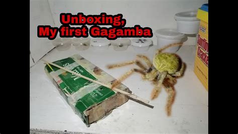 Unboxing Good Size Gagamba Youtube