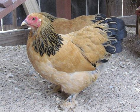 Buff Brahma Bantam Day-Old Baby Chicks | Chickens For Backyards