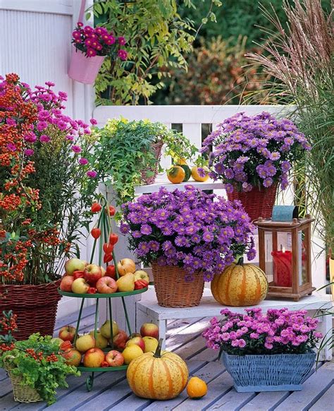 Fleurs D Automne Pour Balcon Id Es D Associations De Plantes