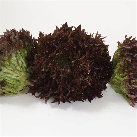 Salanova Red Sweet Crisp Lettuce Seed Aeseeds