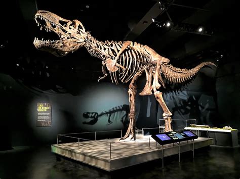 Tyrannosaurs At The National Museum Of Scotland