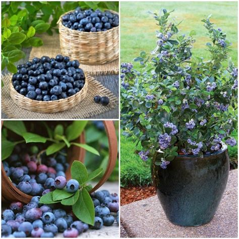 Cây Việt Quất Tứ Quý Blueberry Trưởng Thành Ra Trái 4 Mùa Quanh Năm