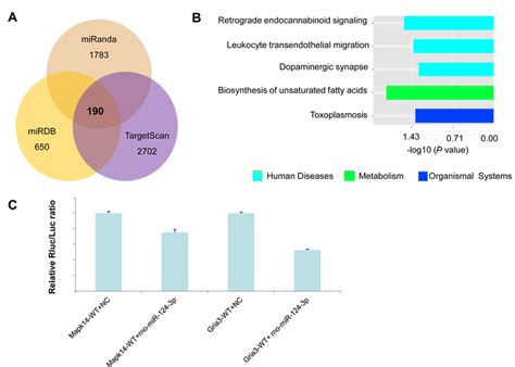 Mir 124 Target Gene Prediction Analysis A Venn Diagram The