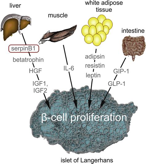 Dramatis Personae In β Cell Mass Regulation Enter Serpinb1 Cell