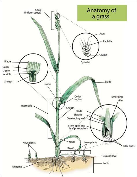 Major Parts Of A Grass Plant Types Of Grass Types Of Plants Plant Science Science And Nature