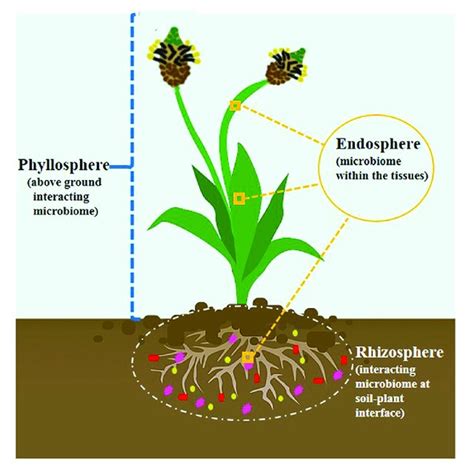 The Three Main Microecosystem Involved In Plant Microbe Interactions