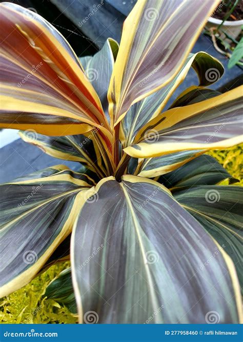 Plantas Ornamentais Padronizadas Em Amarelo E Verde Foto De Stock