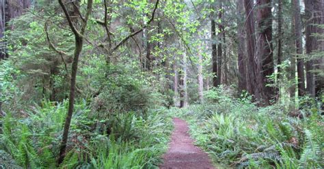 West Ridge And Prairie Creek Loop Near Orick California 10adventures