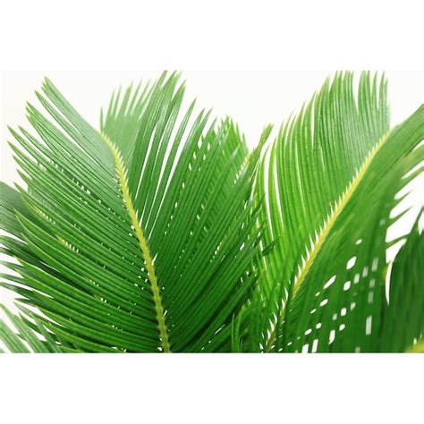 Costa Farms Sago Palm Tree House Plant In 10 In Pot L Sag G Pot 01 Lw At