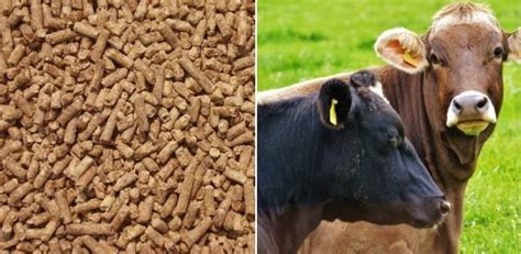 Cattle Feed. | Agri Farming