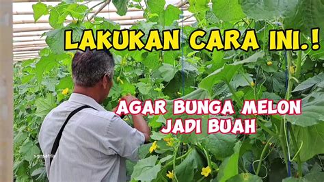 CARA PENYERBUKAN DAN PEMUPUKAN MELON DI GREEN HOUSE AGAR BUAHNYA BAGUS