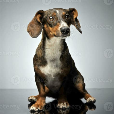 funny small mixed breed dox with flying ears sitting in gray studio ...