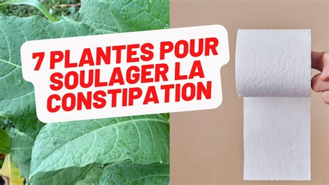 7 plantes du jardin créole pour soulager la constipation de façon