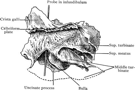 Inner Aspect Of The Ethmoid Bone ClipArt ETC