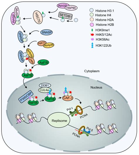 The Role Of Histone Modification In DNA Replication Coupled Nucleosome