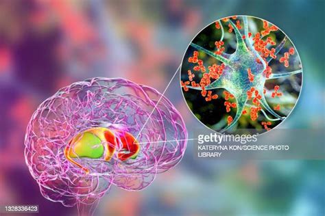 Spinal Cord Neurons Foto E Immagini Stock Getty Images