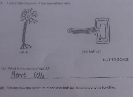 Solved Look At The Diagrams Of Two Specialised Cells Cell A Root