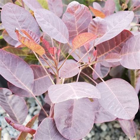 Winecraft Black Smokebush