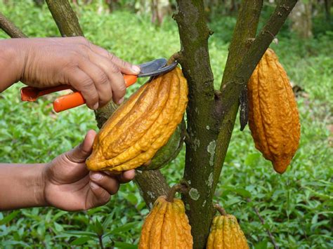 ProducciÓn De Cacao Cosecha De Cacao