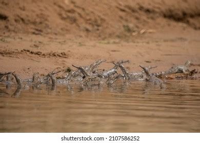 980 Gavialis Stock Photos, Images & Photography | Shutterstock