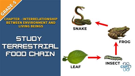 Food Chain In Terrestrial Habitat - Terrestrial Habitats Worksheet ...