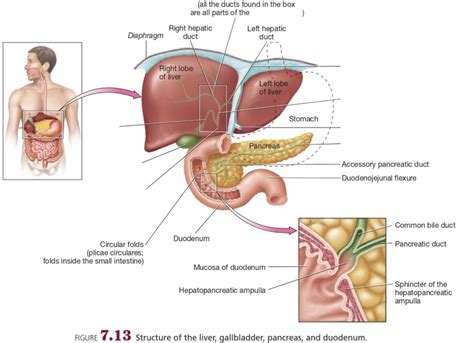 Unit 7 1 Liver Gallbladder Pancreas Duodenum Diagram Quizlet