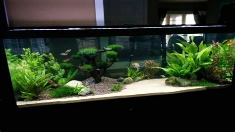 How to Add Plants to an Established Aquarium: Tips for Enhancing Your ...