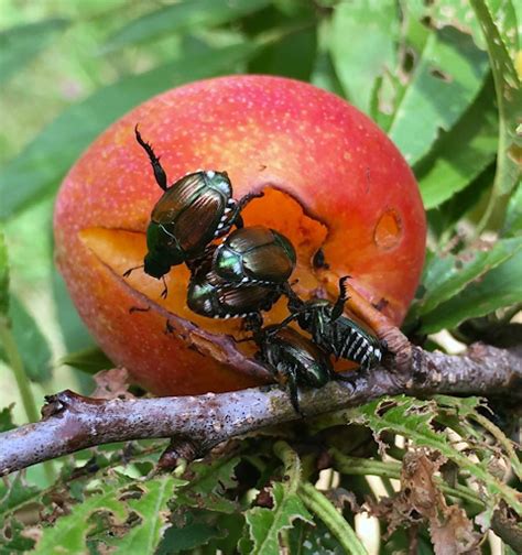 Japanese Beetle Life Cycle In Missouri Vernita Winfrey