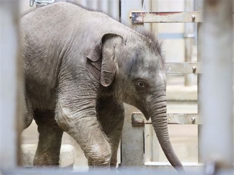 やまこじ On Twitter 可愛い赤ちゃん🐘 東山動植物園 アジアゾウ