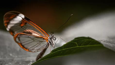 Glasswing butterfly Habitat,life cycle Facts - Typesofbutterflies