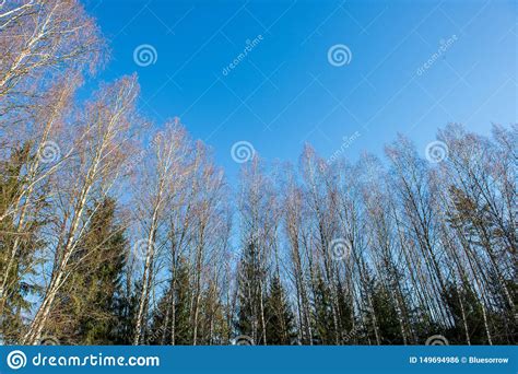 Tops Del Rbol En El Bosque Que Crece Al Cielo Azul Foto De Archivo