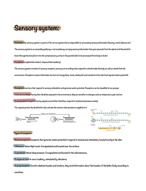 SOLUTION: Anatomy:Sensory system - Studypool