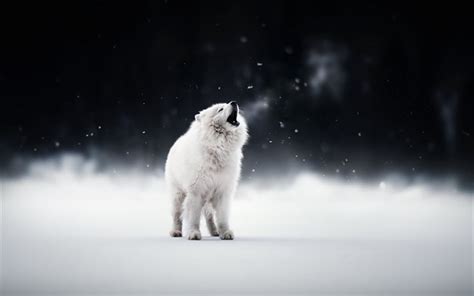 Download wallpapers Samoyed, white dog, winter, snow, cute animals, dogs, pets for desktop free ...