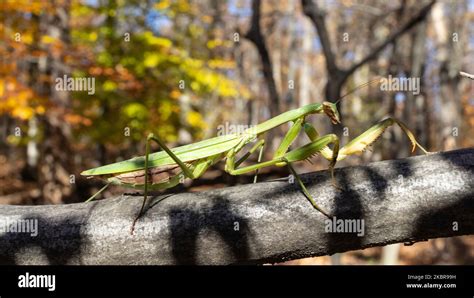 Chinese Mantis Climbing On A Tree Branch Tenodera Sinensis Stock