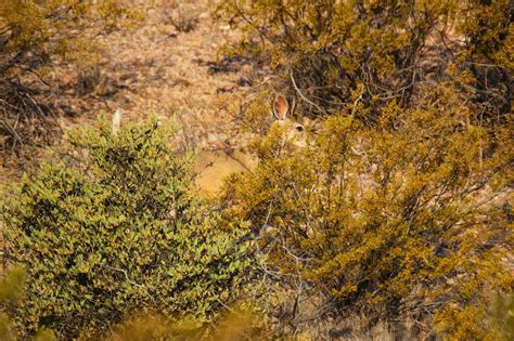 Cannundrums: Coues Deer