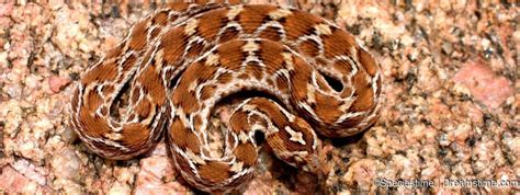 Saw Scaled Viper Fascinating Snakes Dreamstime