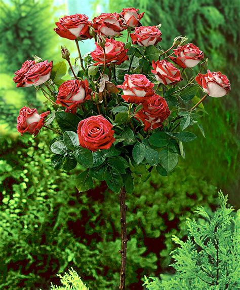 Tuingerei Stamroos Nostalgie Van Bakker Bloemen En Planten