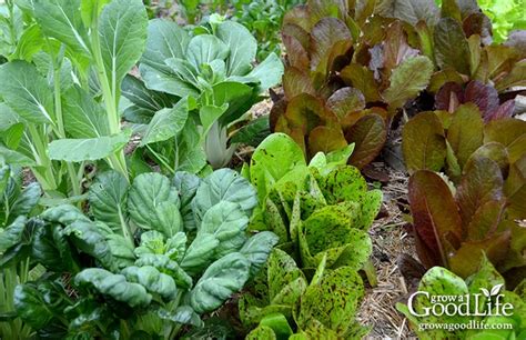 Vegetables That Grow In Shade