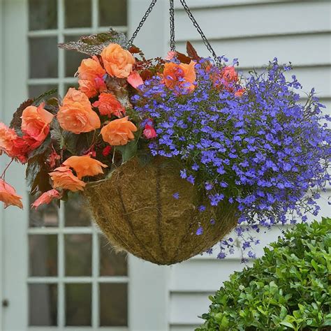 Planting Lobelia in Hanging Baskets: Expert Tips for Creating ...