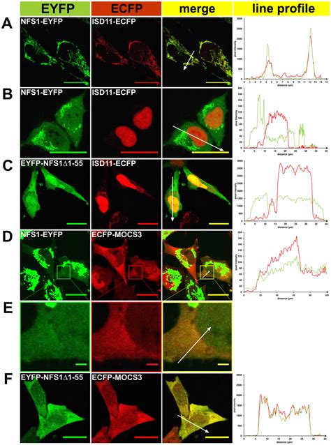 Fluorescent Microscopy Of EYFP ECFP Fusion Proteins Expressed In HeLa